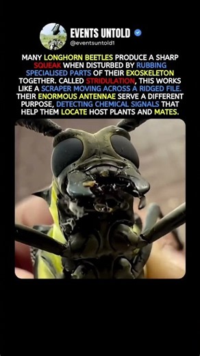 How Longhorn Beetles Make That Squeaking Sound #animals #shorts