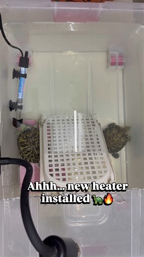What Is This? 😳 | Red-Eared Slider Turtles Investigate a New Heater 🐢🔥