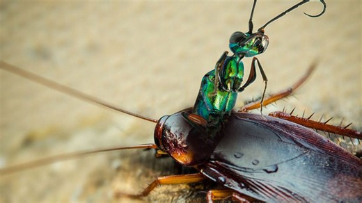 Alien jewel wasp larvae burst out of cockroaches