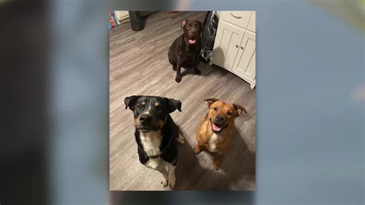 Good Samaritans rescue dogs from drowning