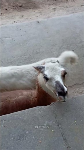 Who is this Diva 🦙
