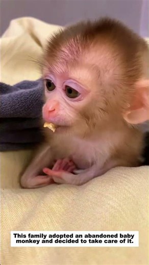 This family adopted an abandoned baby monkey and decided to take care of it, then...