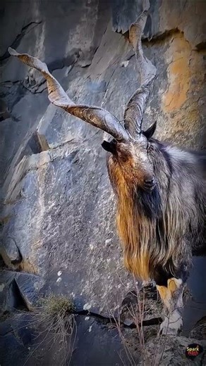 World’s Most Dangerous Horns? 😳 Meet the Markhor! #shorts