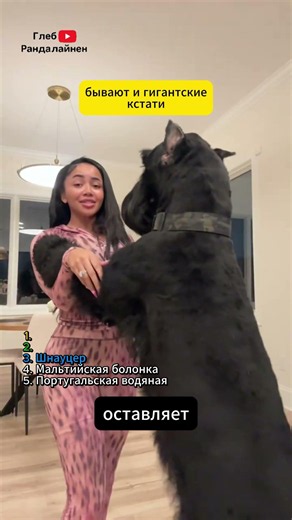 ТОП 5 собак для аллергиков 🤧