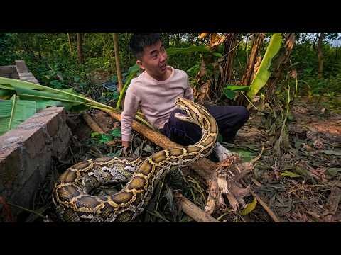 Giant Python Attack in Backyard 😱 | Scary Snake Encounter Caught on Camera