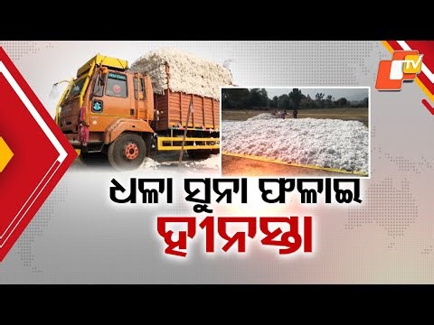 Cotton Farmers in Rayagada Distressed Despite Good Yield