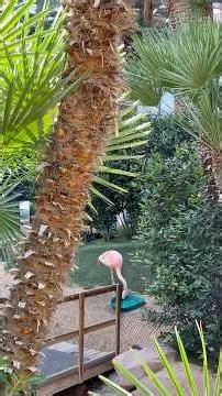 #LasVegas famous #Flamingo “Peachy” is Safe and Secure 😎