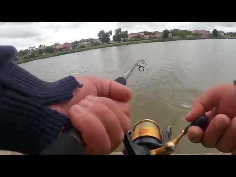 Fishing for Murray cod in the metro area