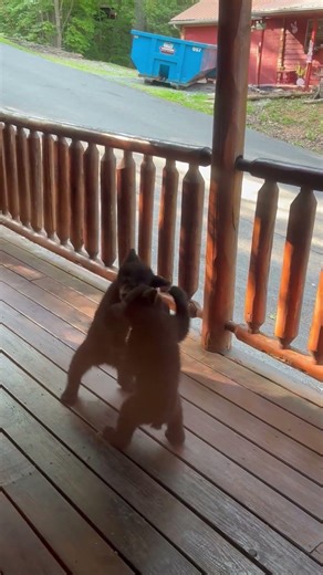 Bear Cubs Fighting in Cabin Porch