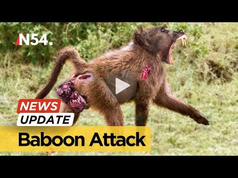 Migori: Girl left nursing injuries after baboon attack at home– News54