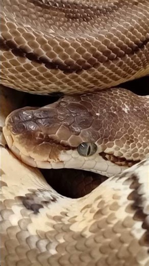 Ball Python Feeding Tip #2