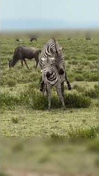 Majestic Zebra Encounter in the Wild | Amazing Nature Meeting