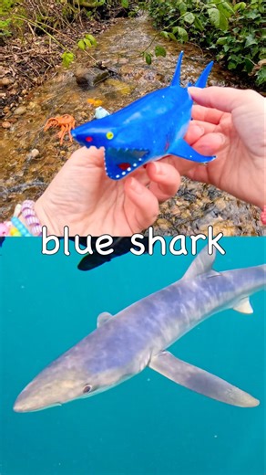 Kids Learn at the Stream | Sea Animal Names: Blue Shark Seal Crab Blue Spotted Stingray Whale Shark