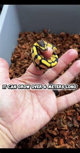 The Longest Snake In The World 🐍