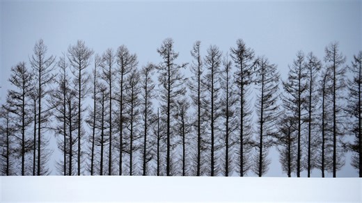 'Exploding' trees went viral on social media. How are those trees doing now?