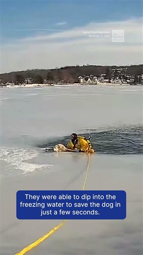 Lucky Labrador Lives After Lake Rescue
