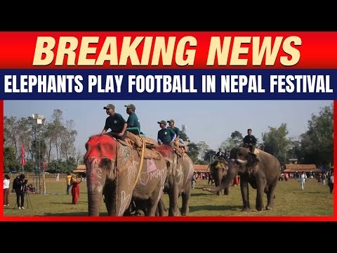 Elephants Play Football | Nepal’s Mammoth Festival Draws Global Attention