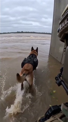 Brave K9 Hero in Action! 🐕‍🦺🌊 Military Dog Joins a Flood Rescue Mission #Shorts