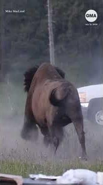 Bison attacks visitor at Yellowstone