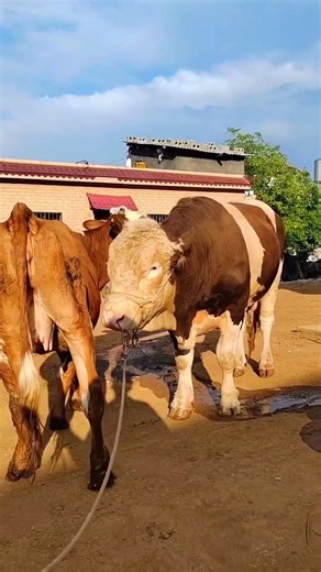 Daily life diary of a rural cattle farmer #194