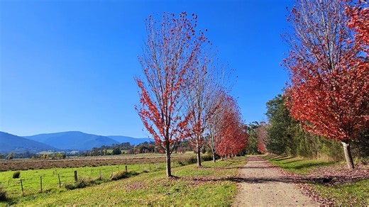 Australia's weather forecasts are suddenly identical each day