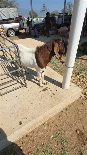 stunning Boer stud #boer #goats #livestock