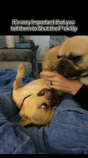 Obsessed with these two🐾💕Snorts, zoomies, and endless cuddles! Dogs really are the best. #doggie