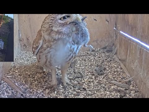 🦉🐭 Little Owl Enters Nest Box to Grab Cached Rodent