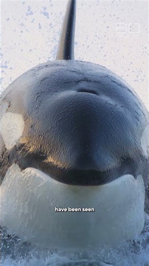 From apex predators to prey: great white sharks under attack #shorts