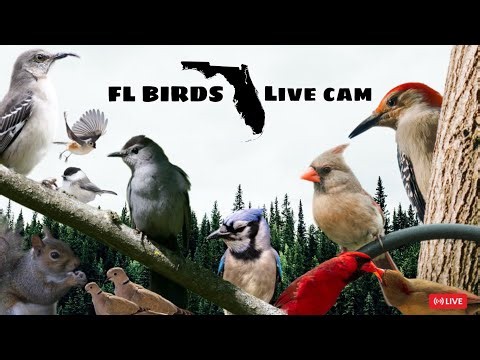 LIVE ✨ FLORIDA Bird Feeder Cam ☀️ FRIDAY Birds, Squirrels, Nature Sounds #cattv #live #birdfeeder