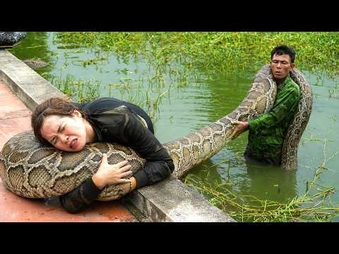 72 Hours Hunting in the Forest 😱 Father and Daughter Wrestle With Wild Python in Water Spinach Pond