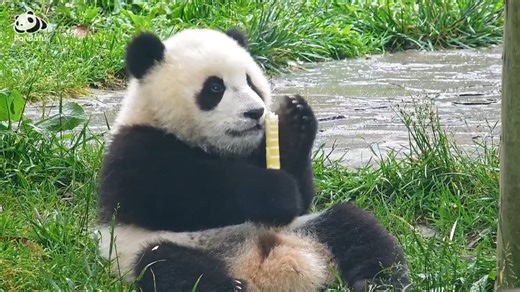 Panda cub fully immersed in bamboo munching… 🐼You can feel the satisfaction even through the screen!#panda #cute #pandababy #bamboo | Pandaful