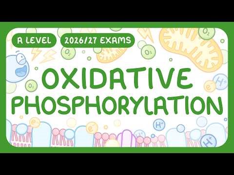 A-Level Biology - Oxidative Phosphorylation - What It Is | Key Stages | ATP Yield (2026/27 exams)