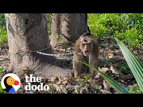 Chained Monkey Who Used To Hit Himself Is Now Finally Free | The Dodo