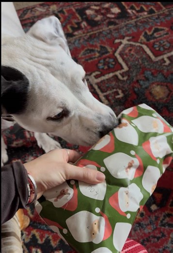 Thank you @BarkBox for making Louie’s favorite toy ever and thank you @ebay for helping us find it all these years later ❣️ Merry Christmas, Louie #pitbull #pitbullsoftiktok