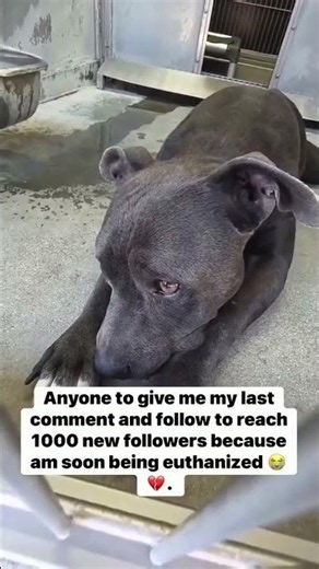 🚨 DAISY SCHEDULED FOR EUTHANASIA. POSSIBLY DEAF!! DOG FRIENDLY!#usa #uk #canada #germany #london #us