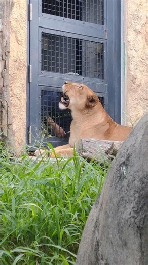 風服v㉗ライオン・獅子・カノちゃん・沖縄こどもの国・・・Lion・Okinawa Zoo & Museum(20260629)