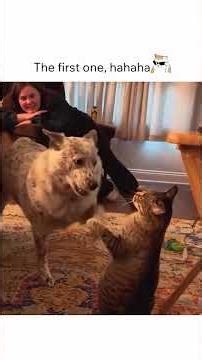 Cats vs Dogs: The Ultimate Showdown! 😂