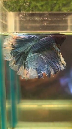 Blue butterfly OHM Betta Available 💙💟 #bettafish #exoticaquariumfish #betta #aquarium #aquariumfish