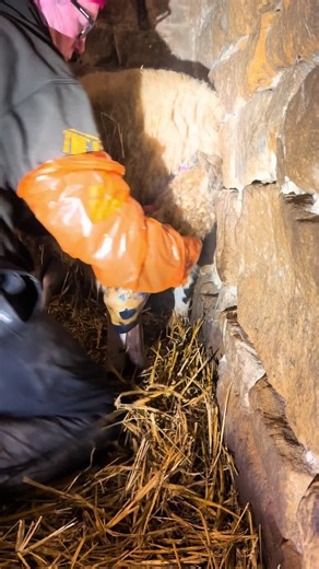 🫶🏼 Well what a year! I won’t lie, I’ll be glad to see the back of it 👋🏼 It’s safe to say we bred some beautiful Kerry Hill sheep at the start of the year, some looking handpainted their markings were that beautiful 😻 That sadly led onto the passing of our gorgeous 12yr old collie ‘Molly’ who just out the blue let us know it was her time 😔 followed on even more out the blue the loss of our other spectacular collie ‘Dottie’ 💔 Man do we miss them! Carter has his paws well and truly under the