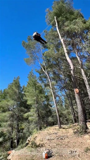 Cutting Down Trees: The Art of Forestry Work