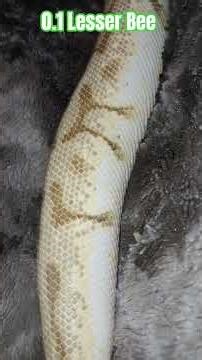 0.1 Lesser Bee #lesser #bee #spider #ballpython #ballpythons #snake #reptiles #python #serpent #ball