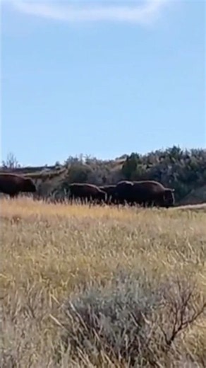 Bison stampede - look out Pete #wildlifeshorts #bison #stampede