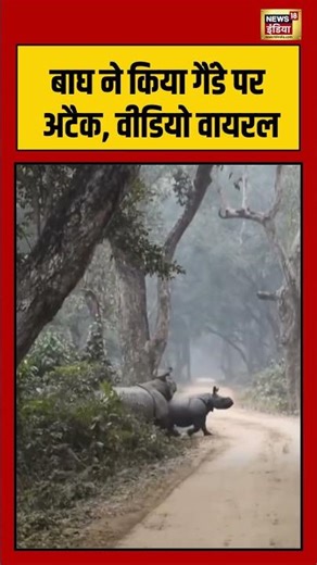 बाघ ने किया गैंडे पर अटैक, वीडियो वायरल #animals #viralnews #viralshorts #jungle