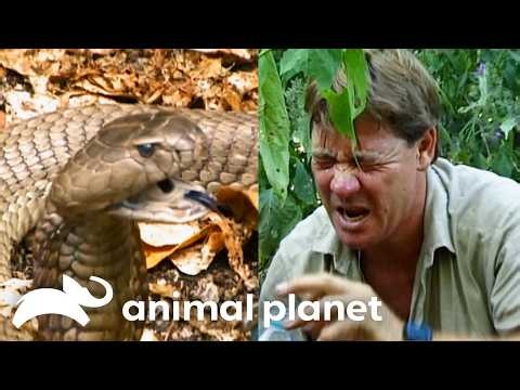 Steve Irwin Gets Eye Full of Cobra VENOM! | The Crocodile Hunter | Animal Planet