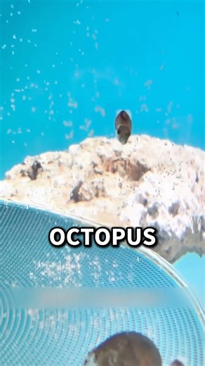 This Man SAVES Octopuses 🐙💙 #WildlifeRescue #OceanKindness