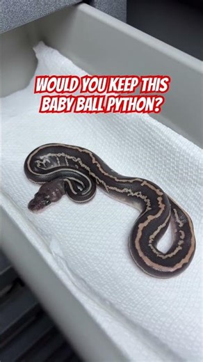 Would you KEEP This Baby Ball Python!?