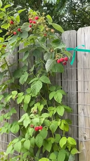 A Raspberry Trellis So Juicy It Feels Unreal 🍓