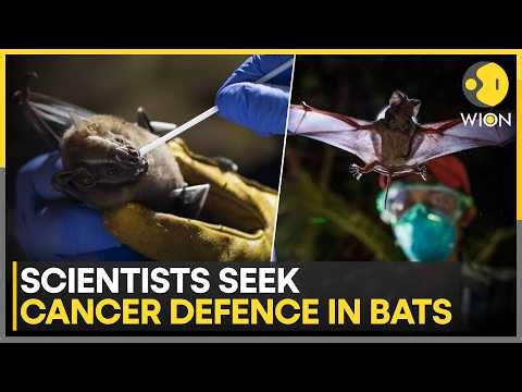 Bat DNA Offers New Cancer Research Clues; Researchers Find Copies of Immune Genes | WION