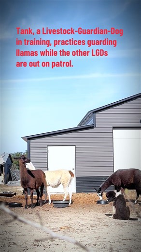#livestockguardiandog #karakachan #llamas#farmlife #ranchlife